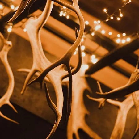 Pytkyn Kaemppae Daire *